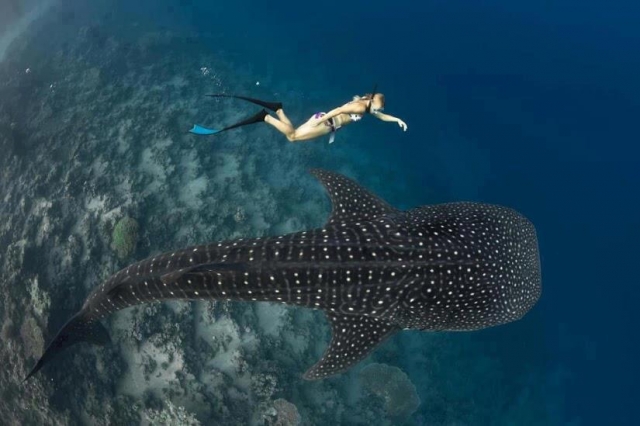 Nadando en el caribe